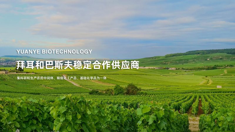 CDMO服务流程揭秘：从研发到生产的关键环节